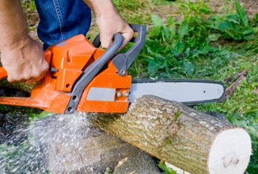 Chainsaw & Tree Trimming Tips